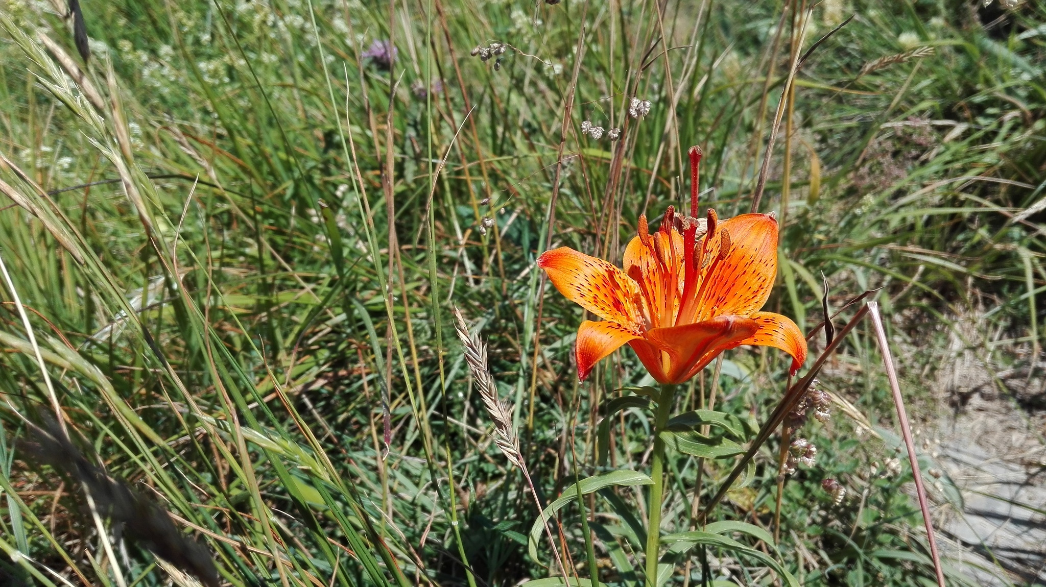 Ľalia cibuľkonosná (Lilium bulbiferum): pôvod a využitie — fotografia 3