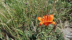 Ľalia cibuľkonosná (Lilium bulbiferum): pôvod a využitie — fotografia 3