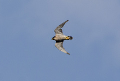 Falco peregrinus brookei