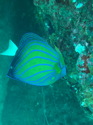Pomacanthus annularis