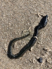 Phyllodocida