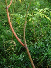 Conioselinum tataricum