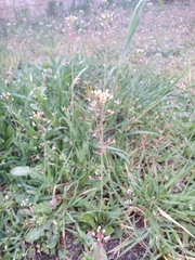 Capsella bursa-pastoris
