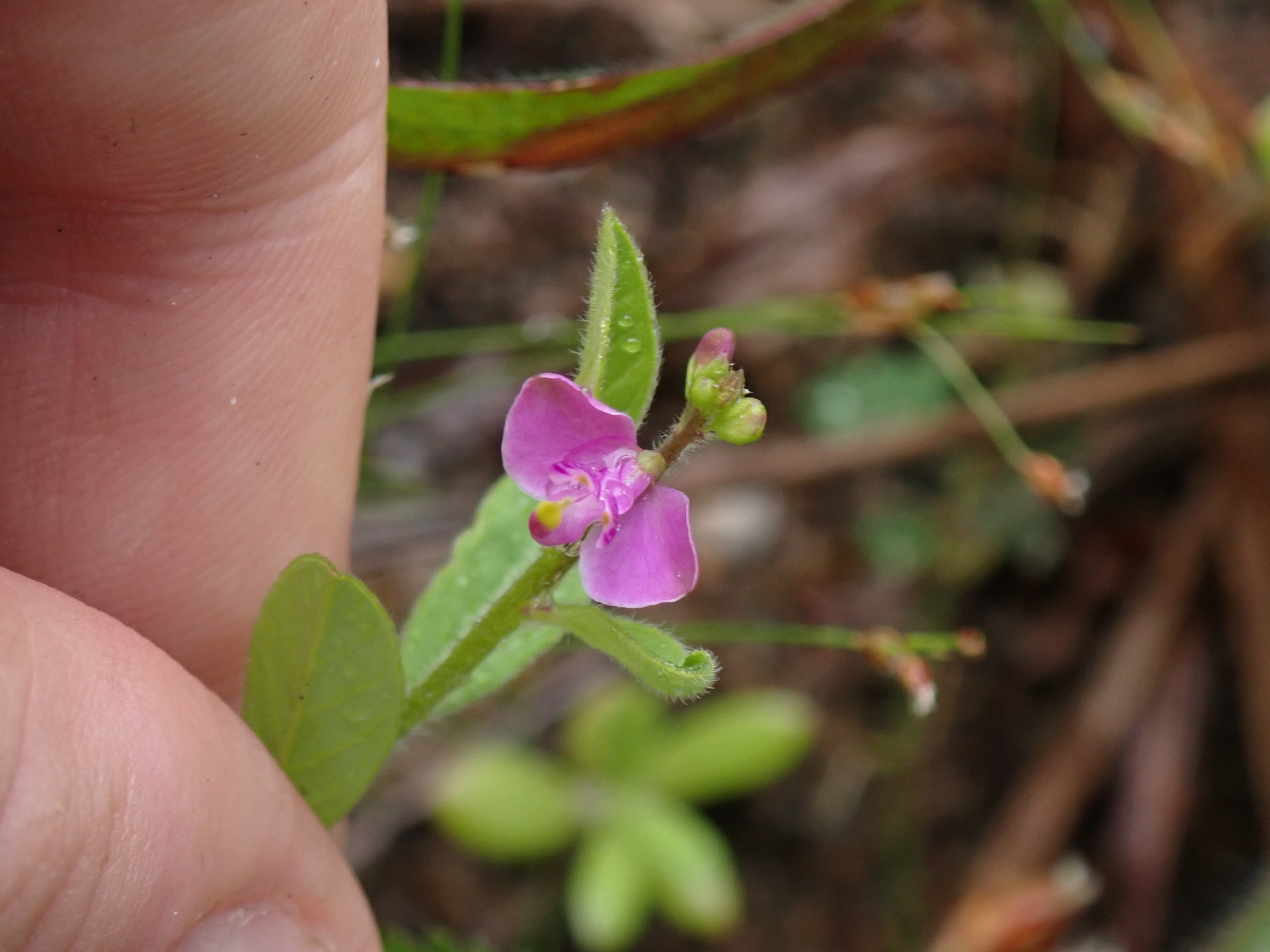 Imagem de Asemeia violacea
