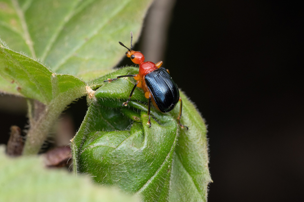Tomapoderus coeruleipennis from 中国天目山风景区 on May 4, 2026 at 02:25 PM by ...