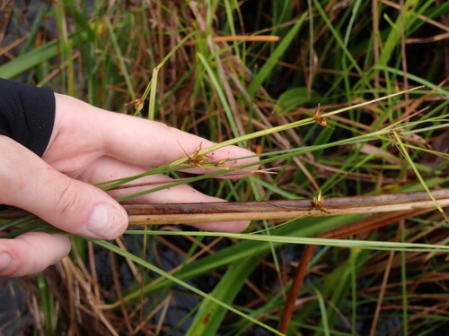 Rhynchospora triflora observed 2026-04-27