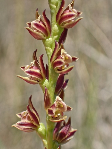 Maroon leek orchid (Prasophyllum frenchii)