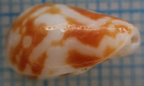 Conella ovulata observed 2017-02-13