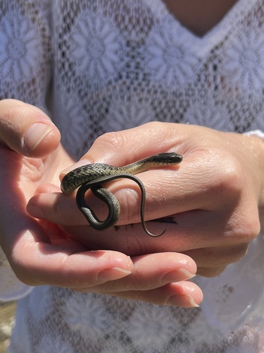 iNaturalist observation photo of Aquatic Garter Snake