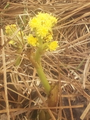 Petasites radiatus