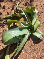 author not stated, no rights reserved Crinum stuhlmannii, photograph author not stated, no rights reserved