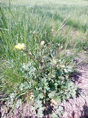Ranunculus acris