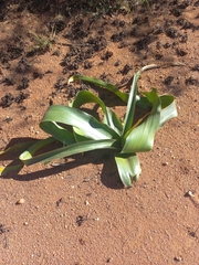 author not stated, no rights reserved Crinum stuhlmannii, photograph author not stated, no rights reserved