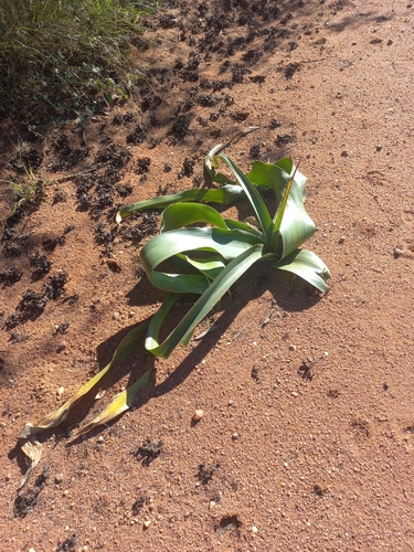 Crinum stuhlmannii, photograph 4