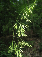 Festuca drymeja