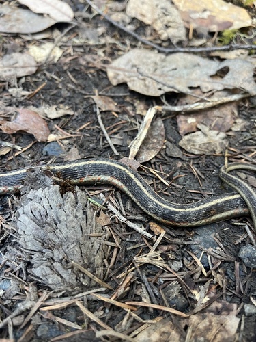 iNaturalist observation photo of Western Terrestrial Garter Snake
