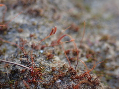 Aloina aloides