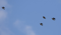 Melanocorypha calandra calandra