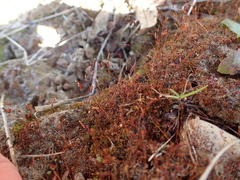 Aloina aloides