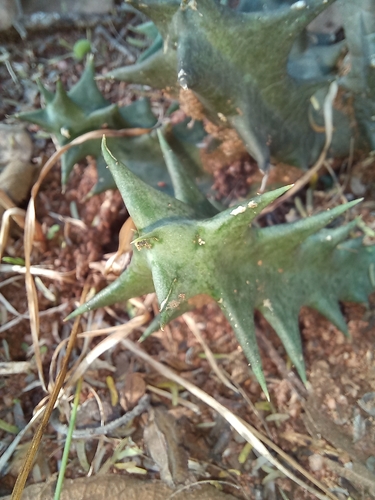 Ceropegia keithii
