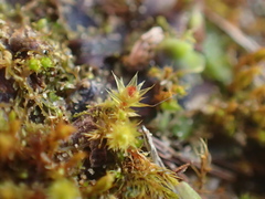 Bryum gemmiferum