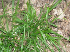 Festuca drymeja
