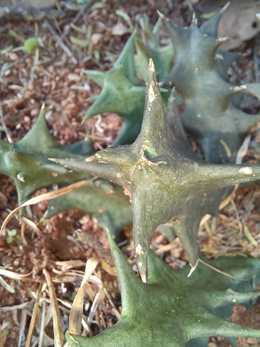 Ceropegia keithii