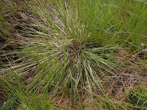 Andropogon selloanus observed 2026-04-27
