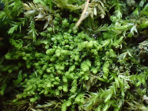 Representative image of Cololejeunea rossettiana