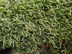 Plasteurhynchium striatulum