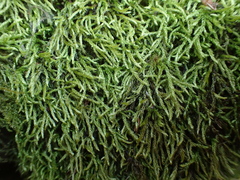 Plasteurhynchium striatulum