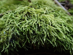 Plasteurhynchium striatulum