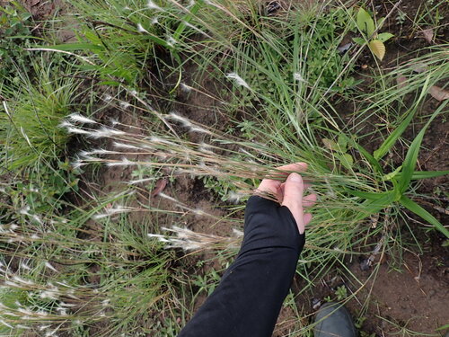 Andropogon selloanus observed 2026-04-27