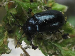 Gastrophysa atrocyanea