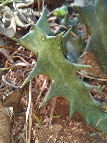 Ceropegia keithii