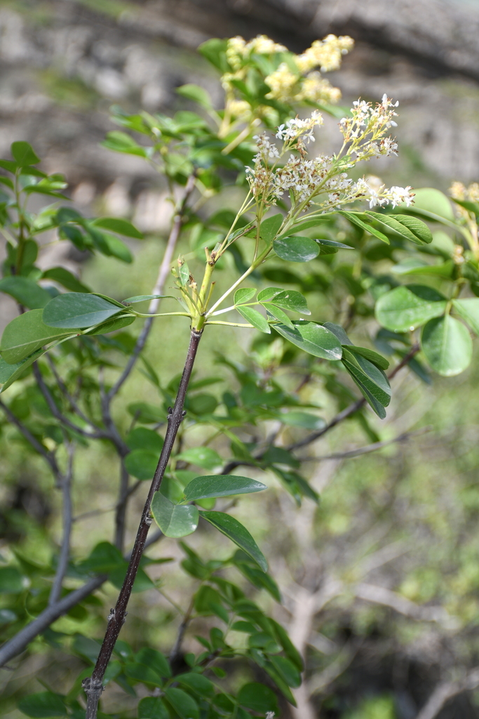 Fraxinus × rehderiana