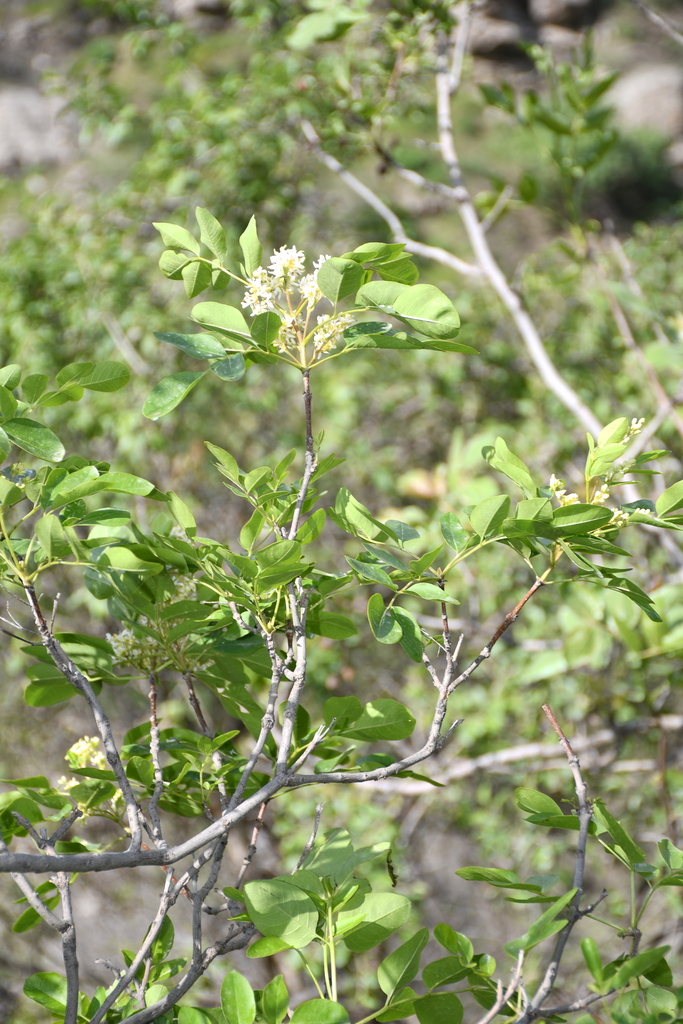 Fraxinus raibocarpa