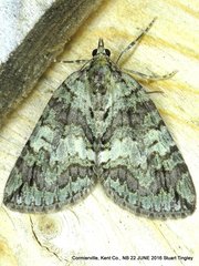 Hydriomena renunciata