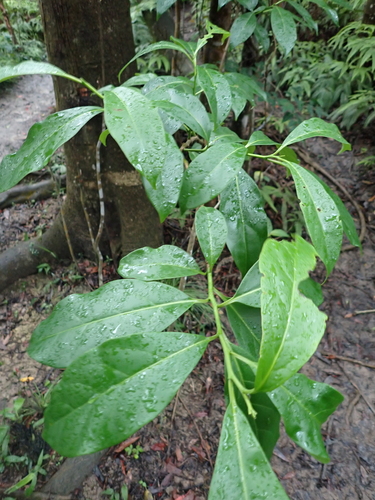 Ehretia longiflora observed 2026-04-25