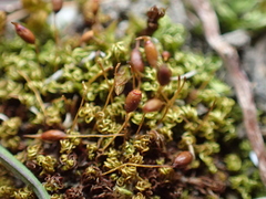 Weissia brachycarpa