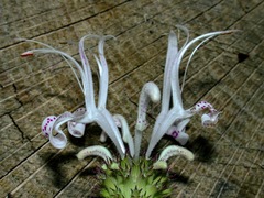 Monarda russeliana