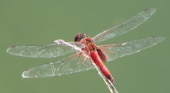 Tramea abdominalis
