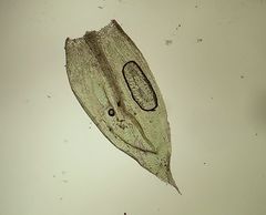 Plasteurhynchium striatulum