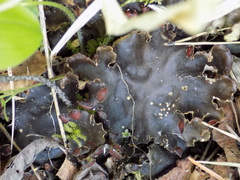 Peltigera horizontalis