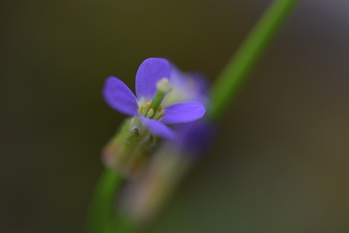 Arabis verna
