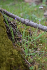 Arabis verna, photograph (c) Mehdi Chetibi, some rights reserved (CC BY)