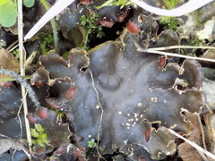 Peltigera horizontalis