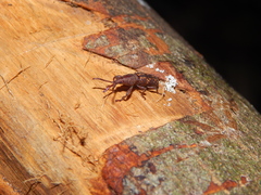 Baryrhynchus dehiscens