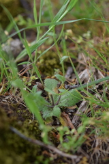 Arabis verna, photograph (c) Mehdi Chetibi, some rights reserved (CC BY)