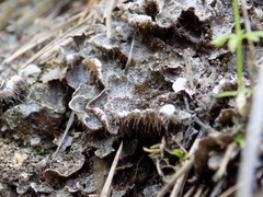 Peltigera lepidophora